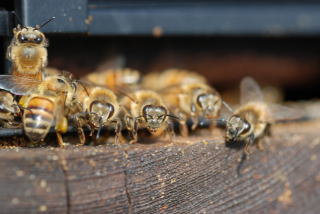 ミツバチの巣箱写真