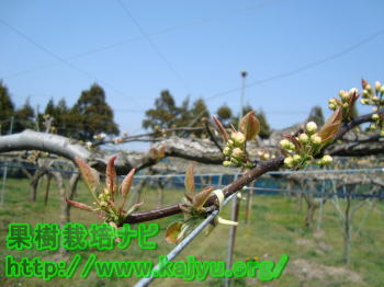 梨の摘蕾された枝写真