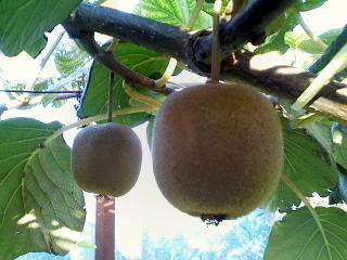 ゴールデンキューイフルーツ