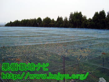 防鳥ネットの片付け写真