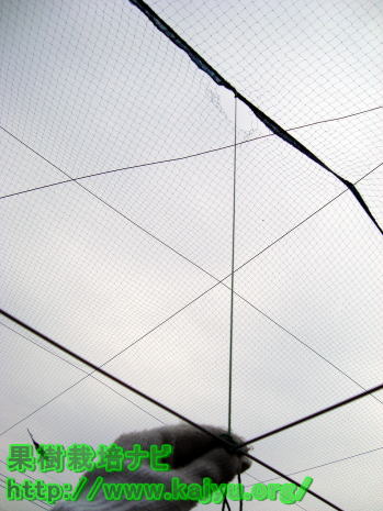 防鳥ネットの固定紐