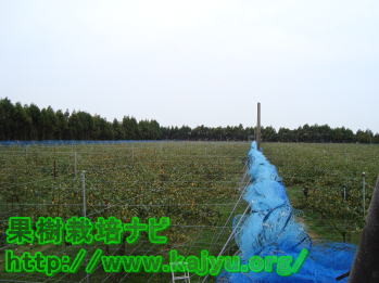 片付けたネット写真