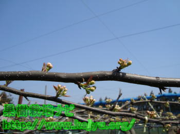梨のボケ芽の写真