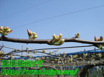 梨の健全な芽の写真