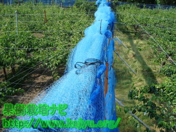 防鳥ネット写真