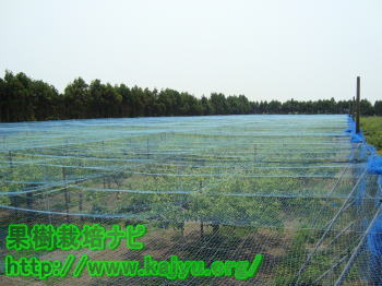 防鳥ネットの設置終了写真