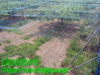 防張ネットを鳥から目線写真