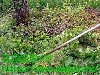 事前準備の草刈り