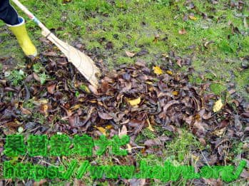 落ち葉のかき出し