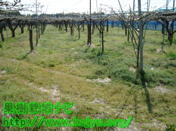 固まった土壌写真