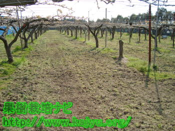 ならされた土地写真