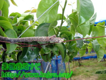 梨の胴枯病画像