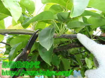 胴枯病の除去写真