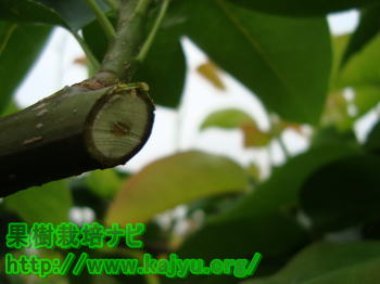 除去した断面写真