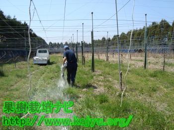 石灰の土作り写真