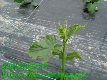 害虫の発生初期写真