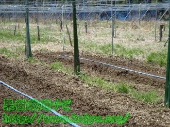 潅水チューブの使用写真