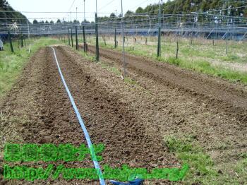 潅水チューブの準備完了写真