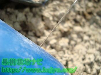 潅水チューブから出る水画像