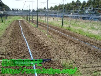 マルチの作業写真