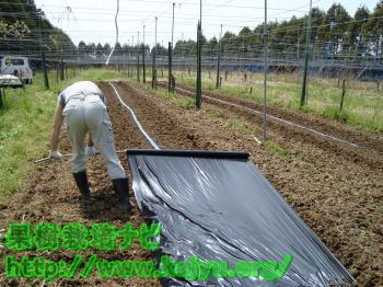 マルチの伸ばす写真