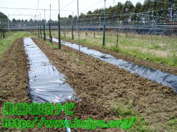 マルチの園芸畝写真