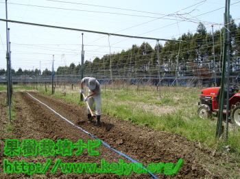 畝立ての画像