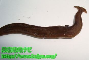 コウガイヒルの写真