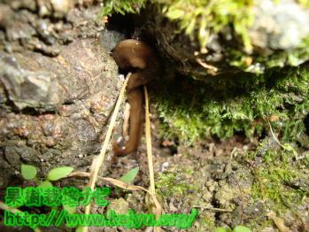 コウガイヒルの生息場所の写真