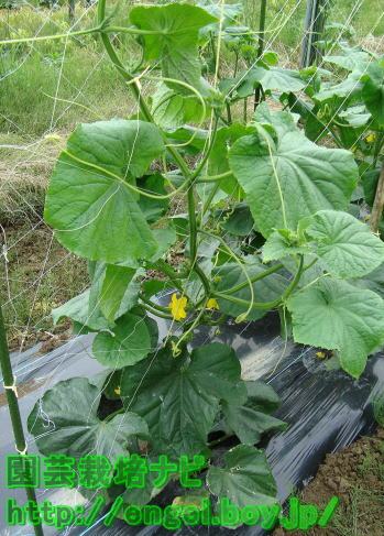 太きゅうりの育て方写真