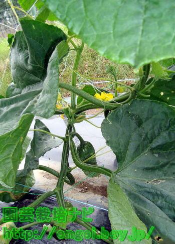 実った太きゅうり