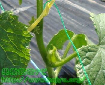 きゅうりの育て方（芽かき）