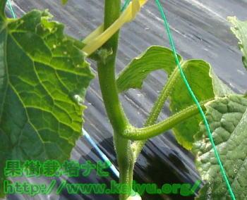 芽かきした部分写真