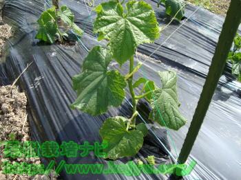 きゅうりの芽かきした写真