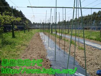 棚を支える支柱の写真