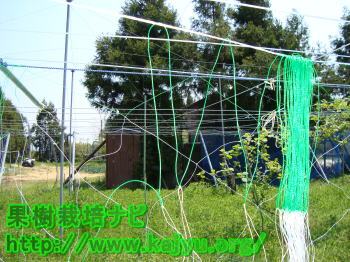 きゅうりねっとの設置画像