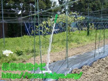 きゅうりねっとの設置写真