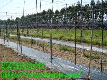 きゅうり棚の写真