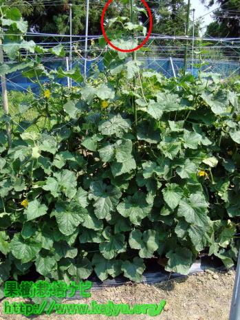 きゅうりの摘心写真