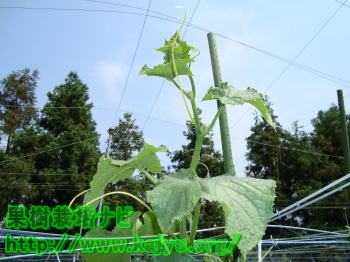 摘心する親蔓写真