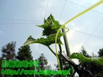 きゅうりの育て方（摘心）