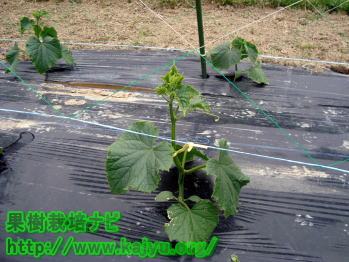 きゅうりの育て方（誘引）