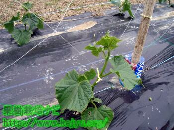 誘引されたきゅうり写真