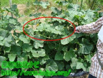 横に伸びたきゅうり蔓写真