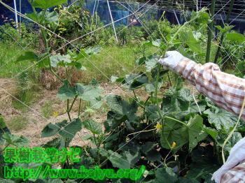 蔓の伸ばす写真