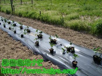 なす苗を植える写真