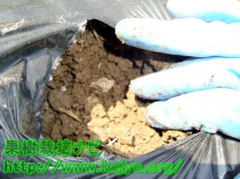 マルチに穴を開ける写真