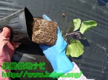 苗を取り出す写真