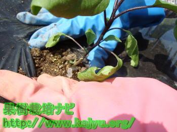 苗を植える写真