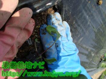 なす苗の悪い植え方画像